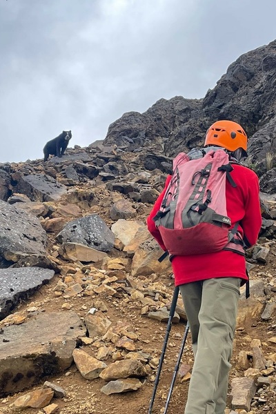 A trekking guide ascending a trail as a spectacled bear watches from above in Cotopaxi National Park, Ecuador