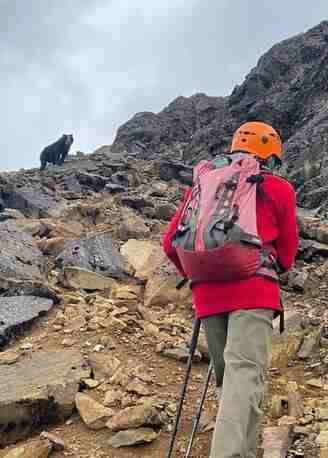 Trekking in Cotopaxi National Park with local guide spotting a spectacled bear